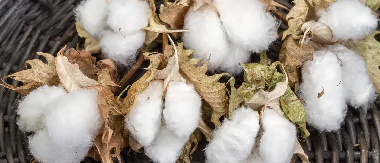 Gossypium hirsutum American Upland Cotton